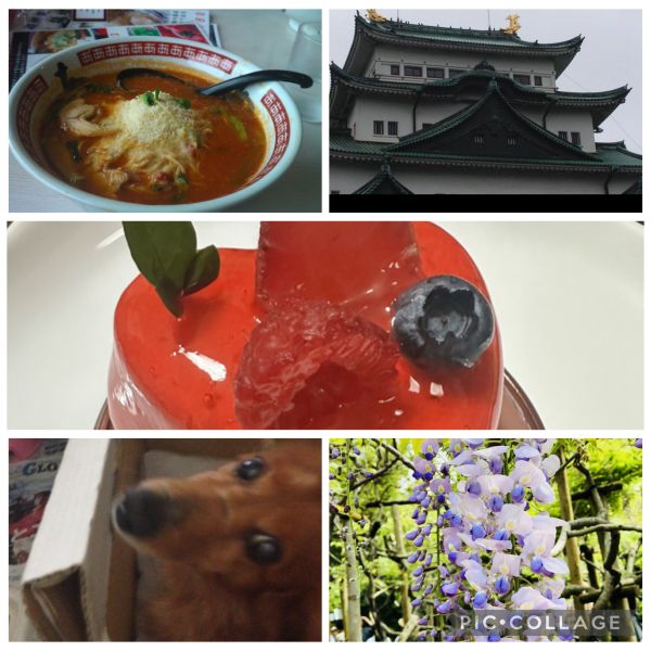 飼い犬のショコラ他